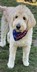Large Dog Bandana - View 1