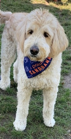Large Dog Bandana