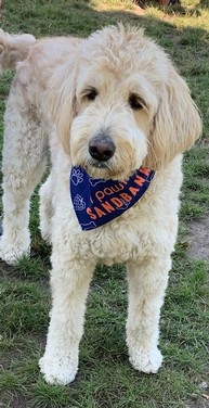 Small Dog Bandana